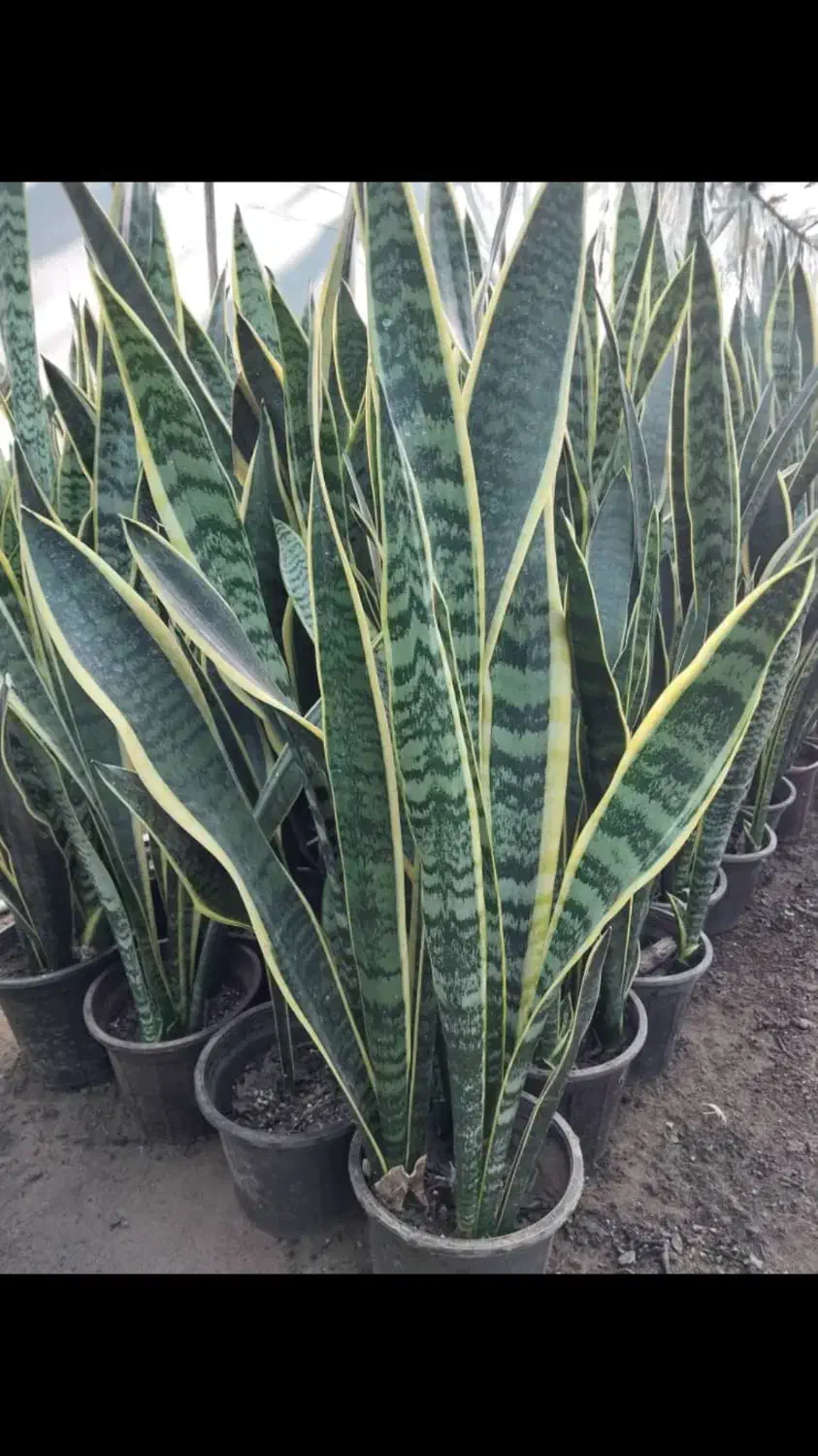 گل سانسوریا ابلق|گل و گیاه طبیعی|قائمشهر, |دیوار