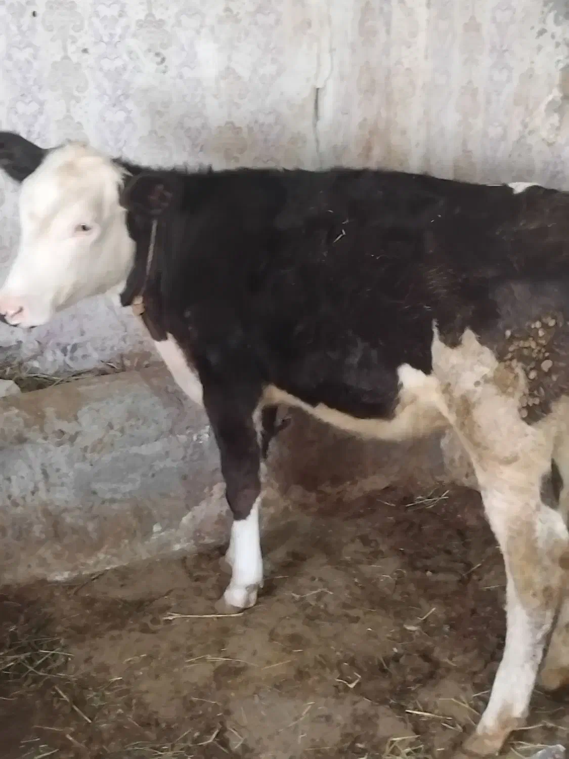 دوعددگوساله یکی هلشتاین یکی سمینتال|حیوانات مزرعه|مهربان, |دیوار