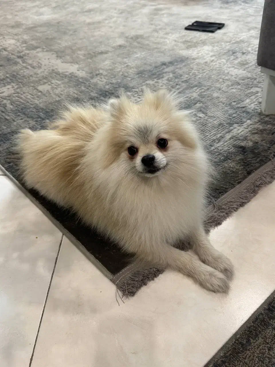 جفت گیری پامرانین عروسکی اورجینال|سگ|مشهد, امیر|دیوار