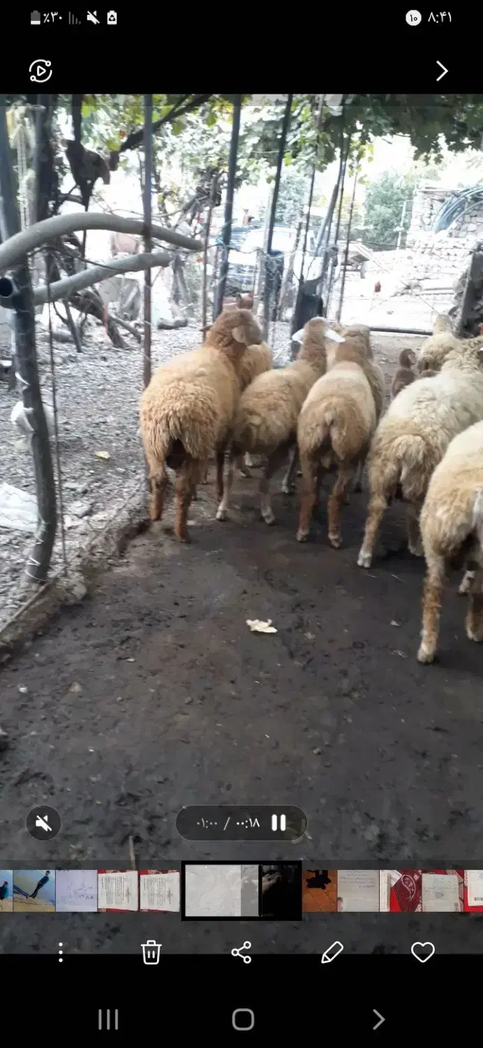 بره نر پای پروار|حیوانات مزرعه|چهاردانگه (آذربایجان), |دیوار