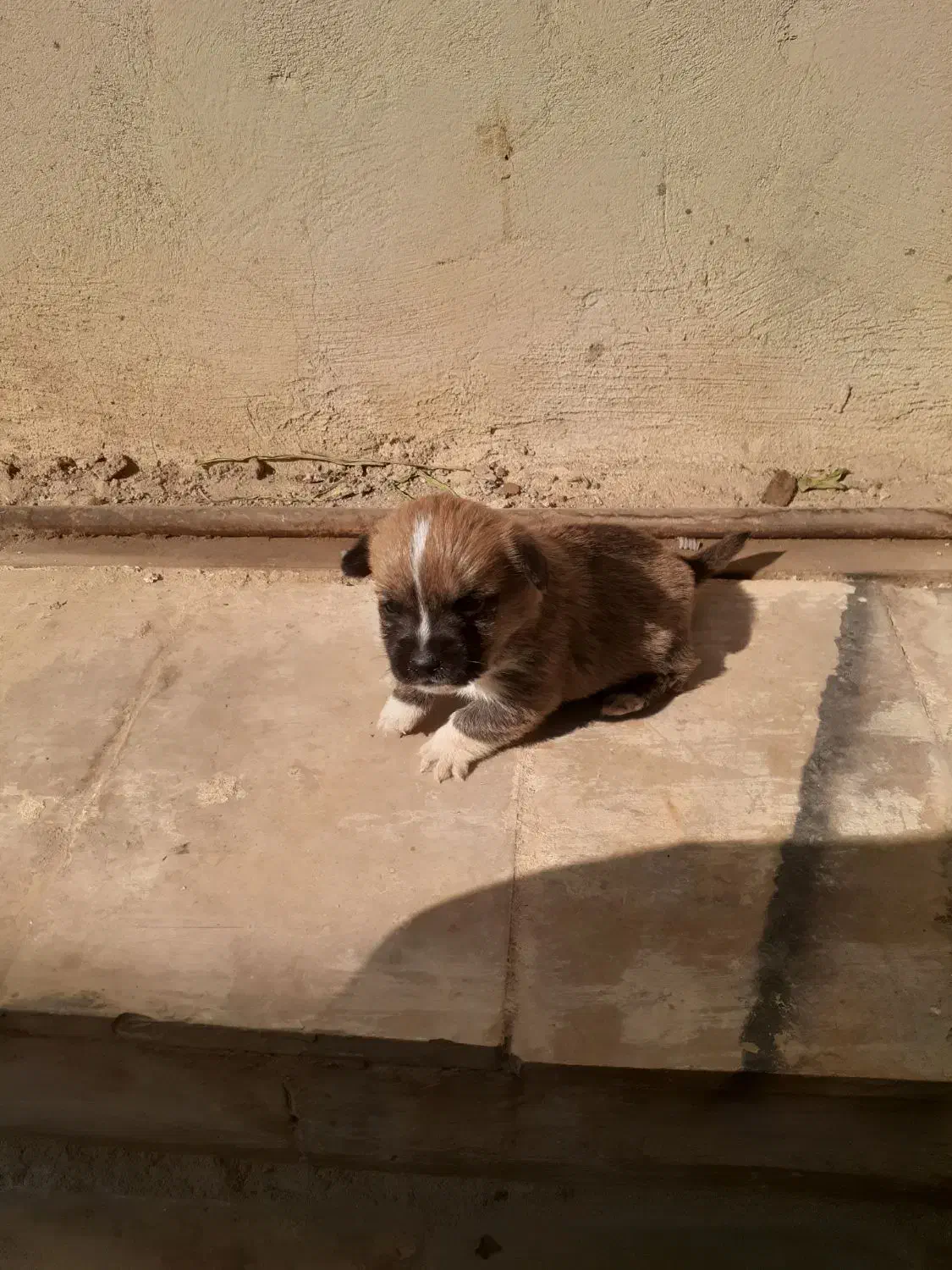 سگ عروسکی فنجونی|سگ|قم, نوقطار|دیوار