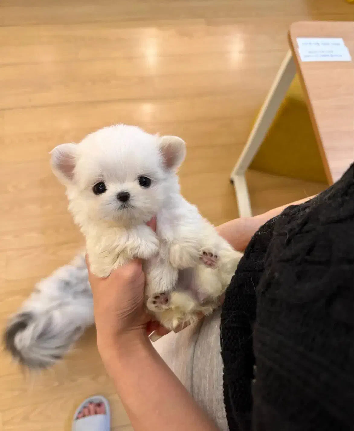 سگ پودل مالتیز ۶۵۰۰|سگ|تهران, جنت‌آباد مرکزی|دیوار