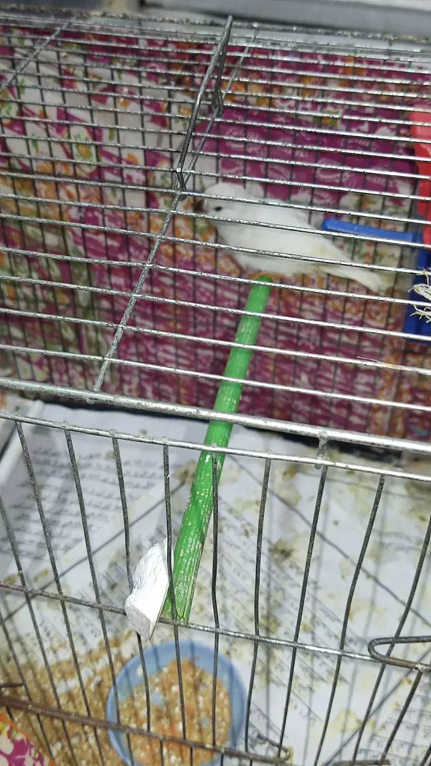 فروش یک عدد فنچ معمولی|پرنده|رشت, جماران|دیوار