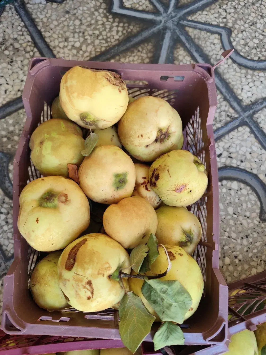 به سپیدان|خوردنی و آشامیدنی|شیراز, پودنک|دیوار
