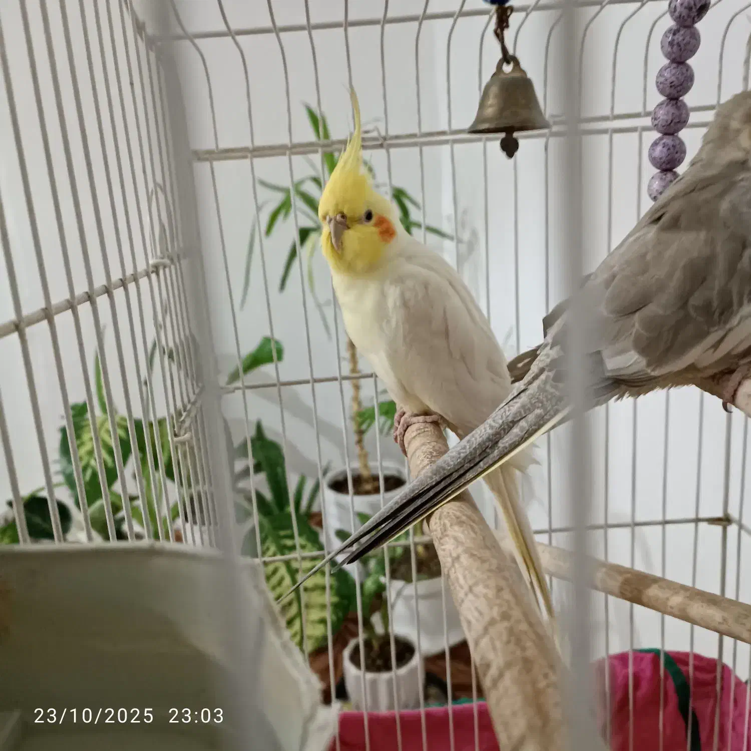 عروس هلندی|پرنده|صباشهر, |دیوار