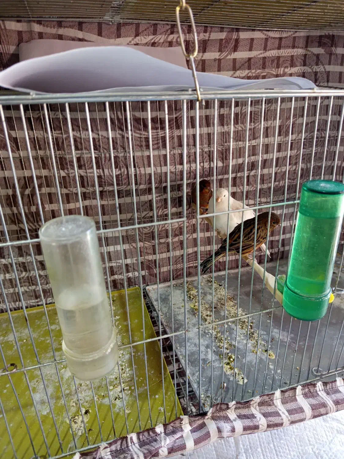 قنار نر وماده|پرنده|اشنویه, |دیوار