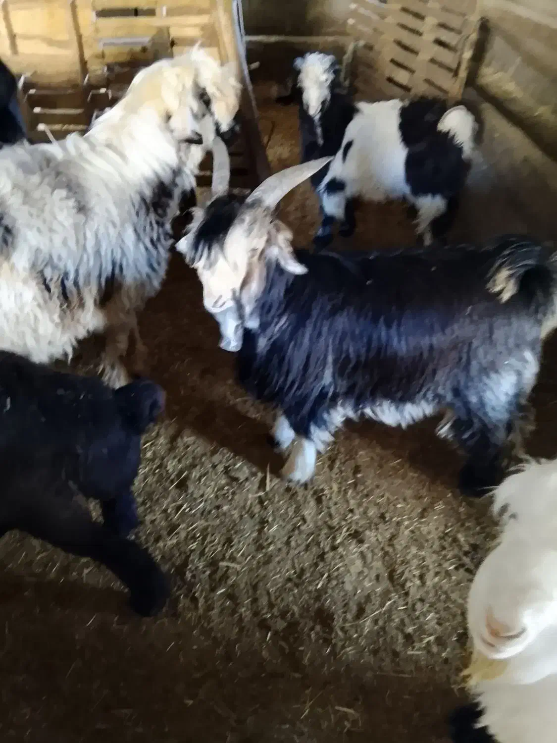 بزقاله تخمی دقلو|حیوانات مزرعه|صمصامی, |دیوار