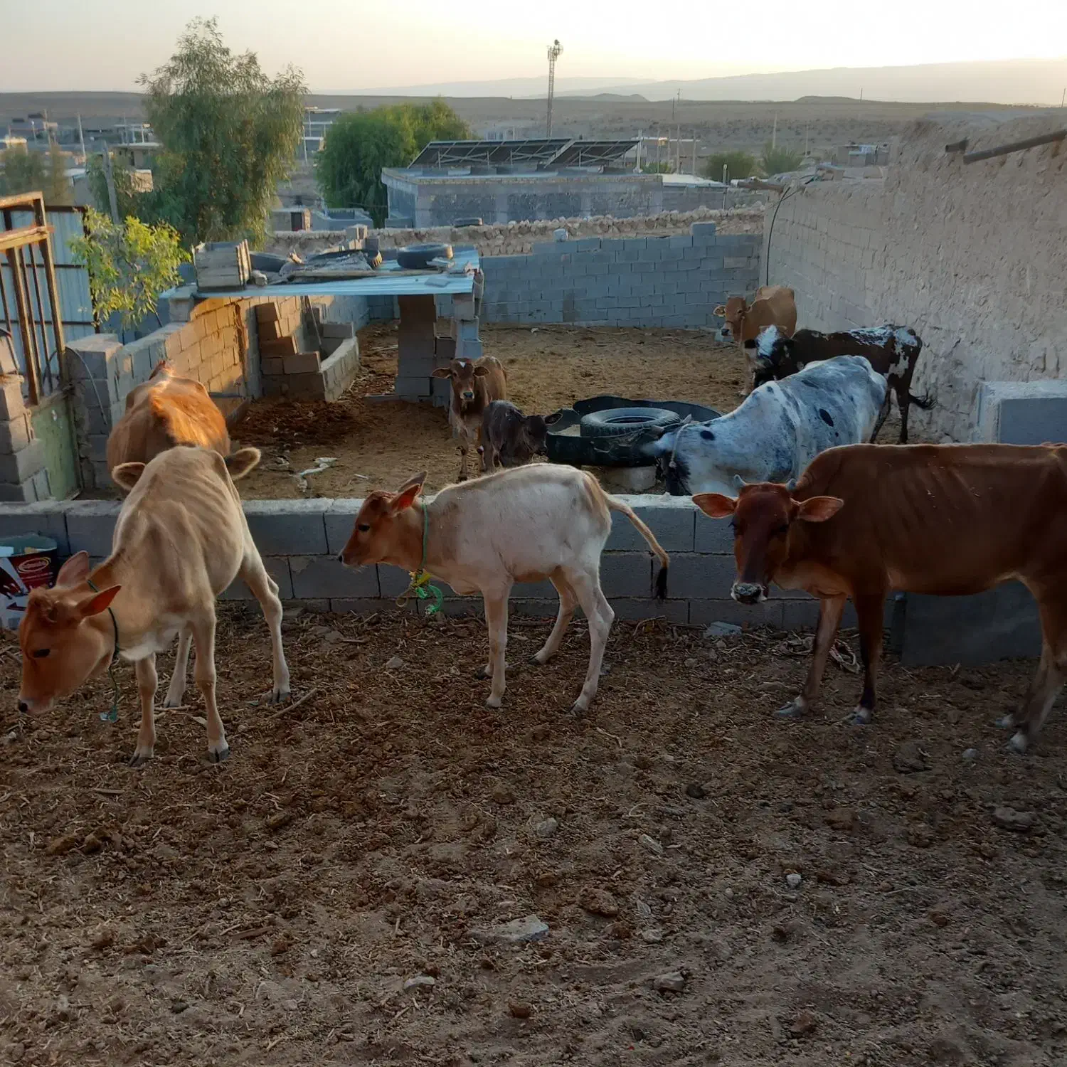 گاو و گوساله|حیوانات مزرعه|کردیان, |دیوار