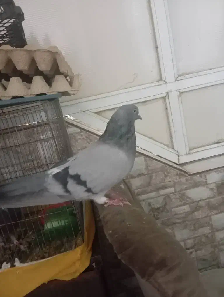 کبوتر نر پر قدیم|پرنده|فارسان, |دیوار