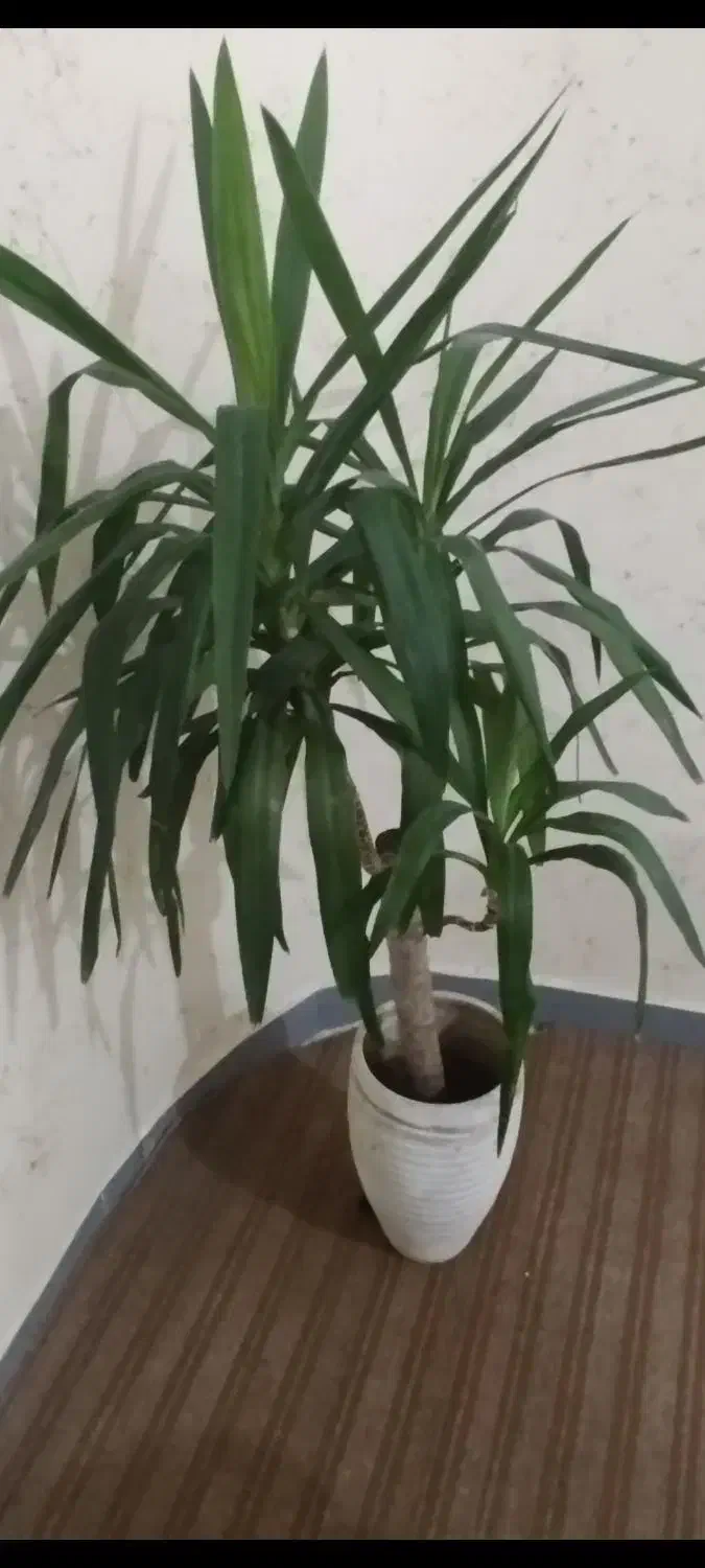 گاز وگل یوکا|اجاق گاز و لوازم برقی پخت‌وپز|بندر کنگان, |دیوار