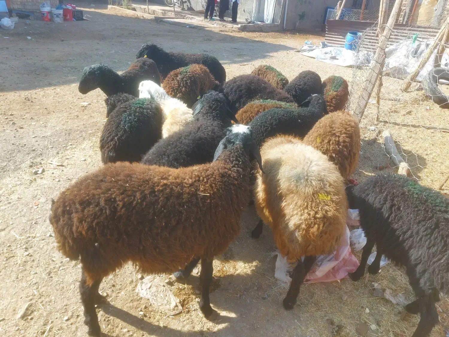 بره نر سبک سنگین وزن ۳۰ تا ۳۵ کیلو|حیوانات مزرعه|قزوین, |دیوار