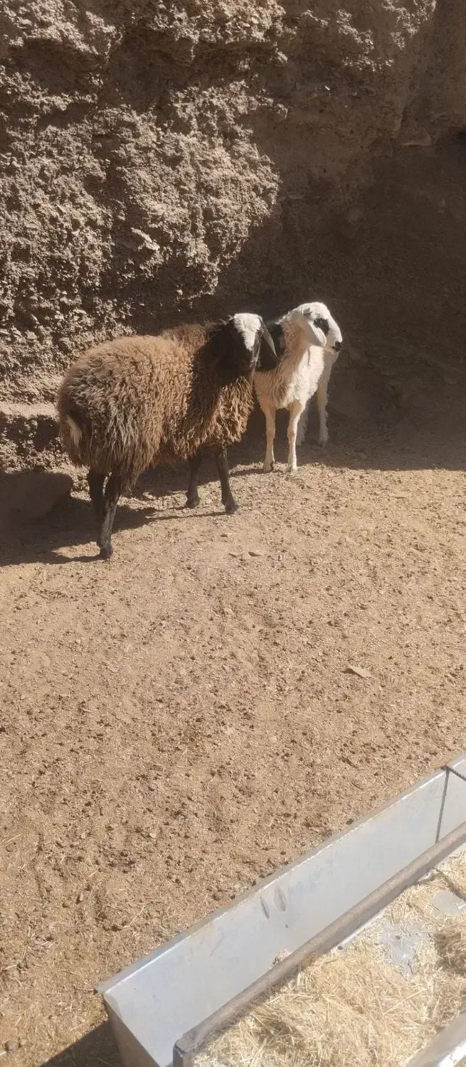 بره نر|حیوانات مزرعه|درمیان, |دیوار