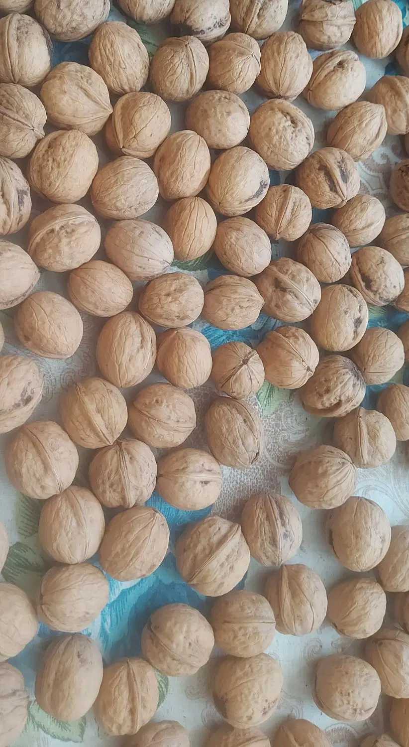 گردو|گل و گیاه طبیعی|آباده, |دیوار