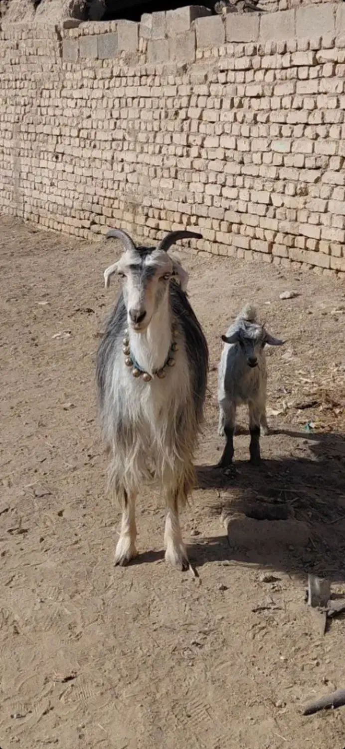 بزتزکی روزگاری میش بره|حیوانات مزرعه|اصفهان, براآن شمالی|دیوار