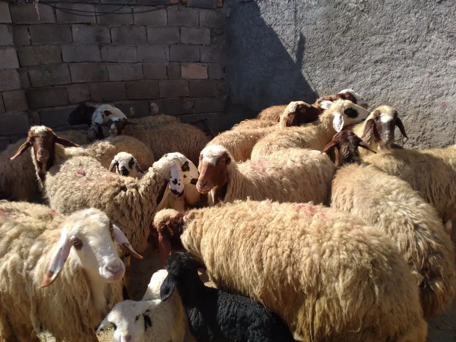 گوسفند میش و بره|حیوانات مزرعه|کرمانشاه, |دیوار