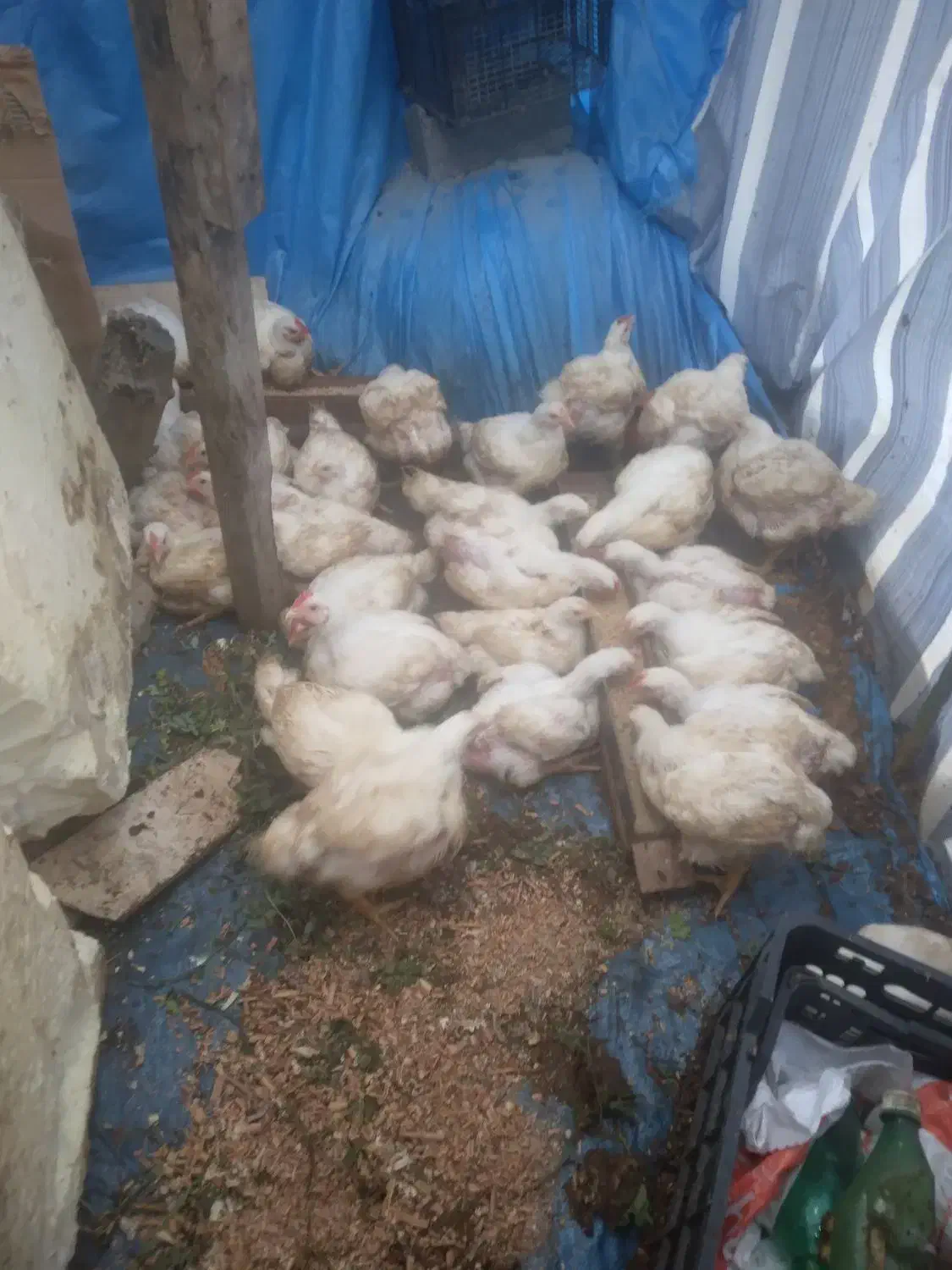 فروش مرغ ارگانیک سالم|حیوانات مزرعه|قائم‌شهر, |دیوار