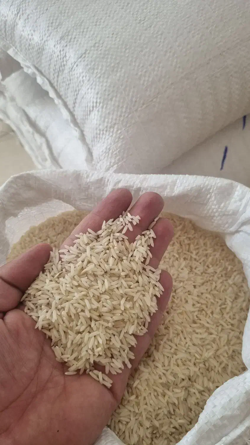 برنج کشت اول فریدون کنار شمال|خوردنی و آشامیدنی|شیراز, تاچارا|دیوار