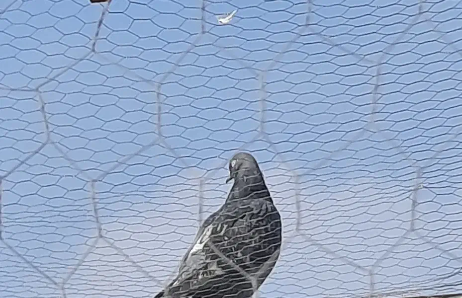 کبوتر گوی رفته|حیوانات|نقده, |دیوار