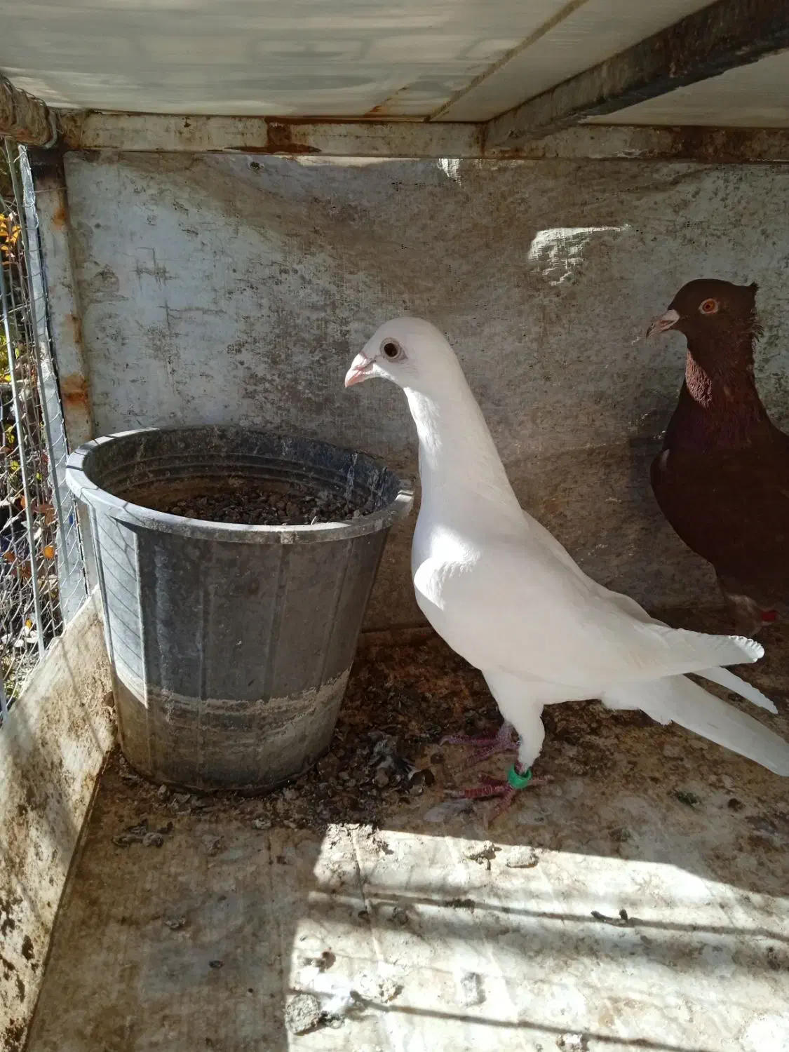 .سفید ماده تیزه کنار|پرنده|طرقبه, |دیوار