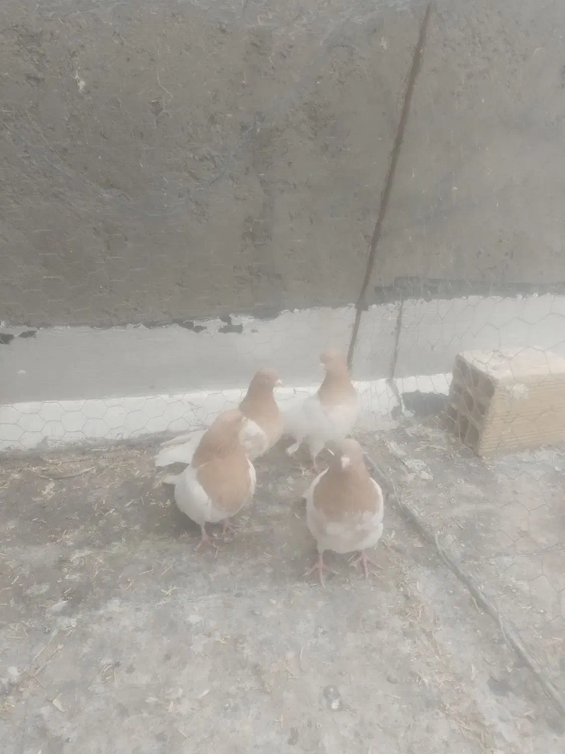 کبوتر|پرنده|میانه, |دیوار