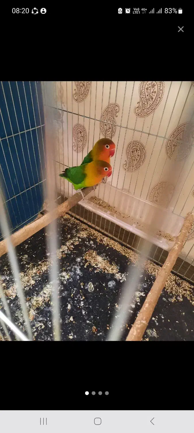 طوطی برزیلی جفت|پرنده|کرج, رجبآباد|دیوار