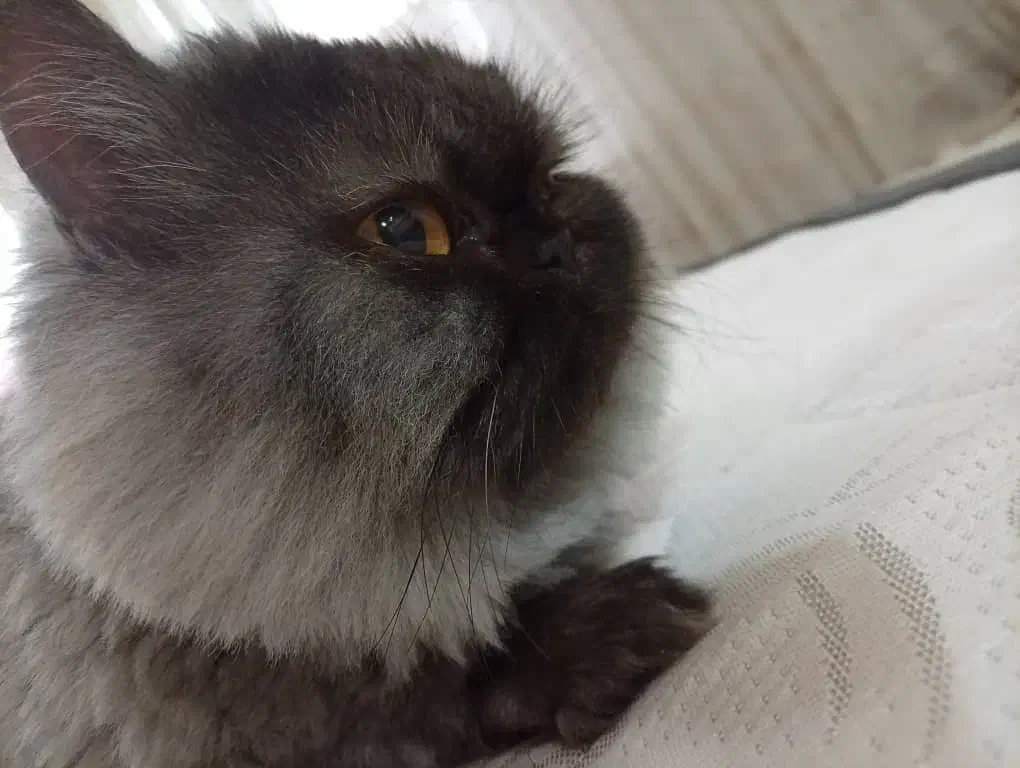 گربه|گربه|قم, در بهشت|دیوار