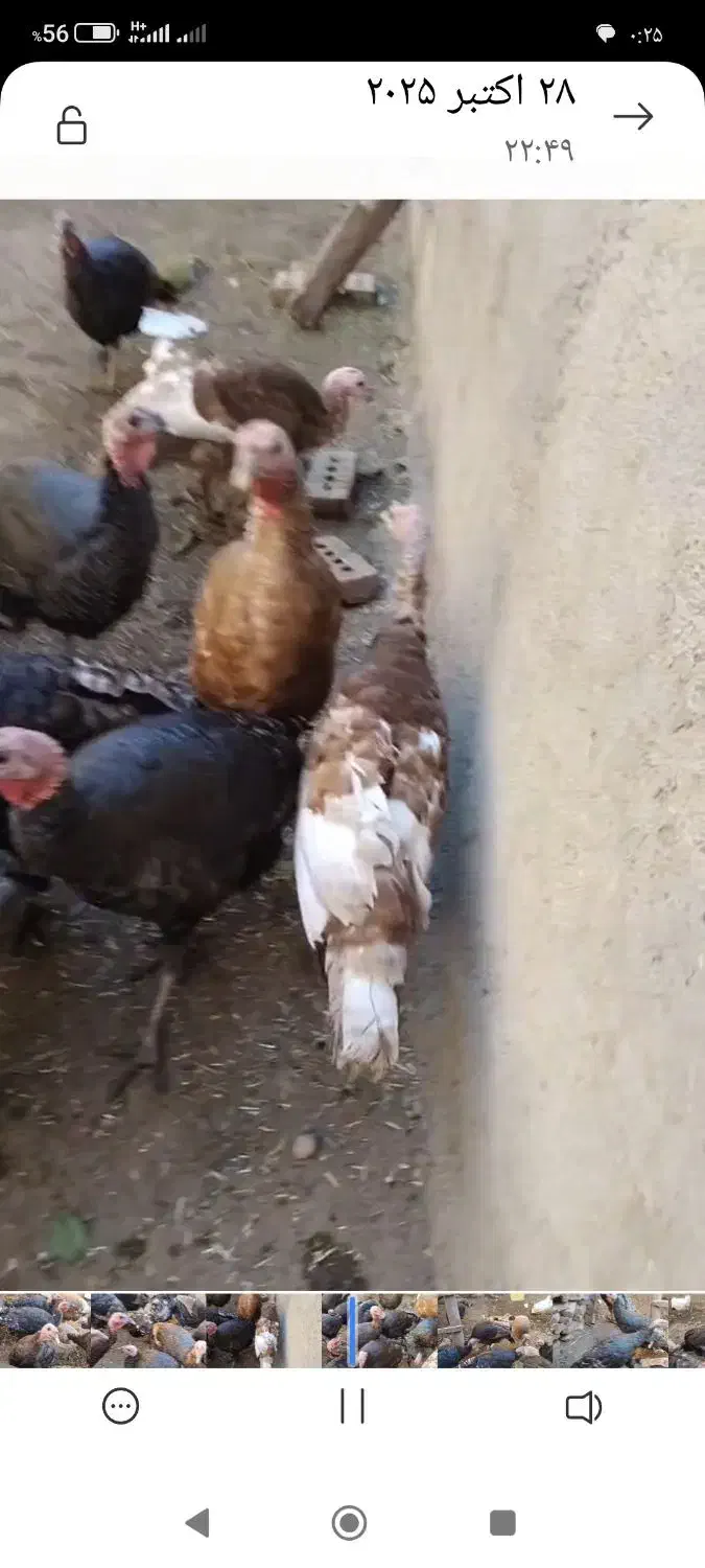 بوگلمو محلی|حیوانات مزرعه|شوط, |دیوار