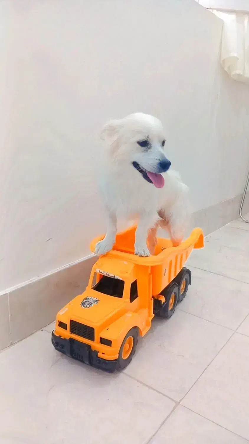 پامر روباهی|سگ|بردسکن, |دیوار