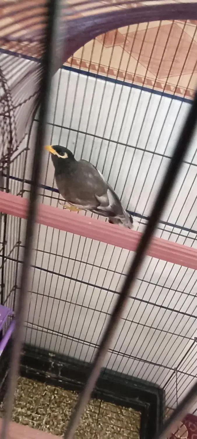 یک جفت عروس هلندی نرماده ودوتا مرغ مینا قیمت مناسب|پرنده|نرماشیر, |دیوار