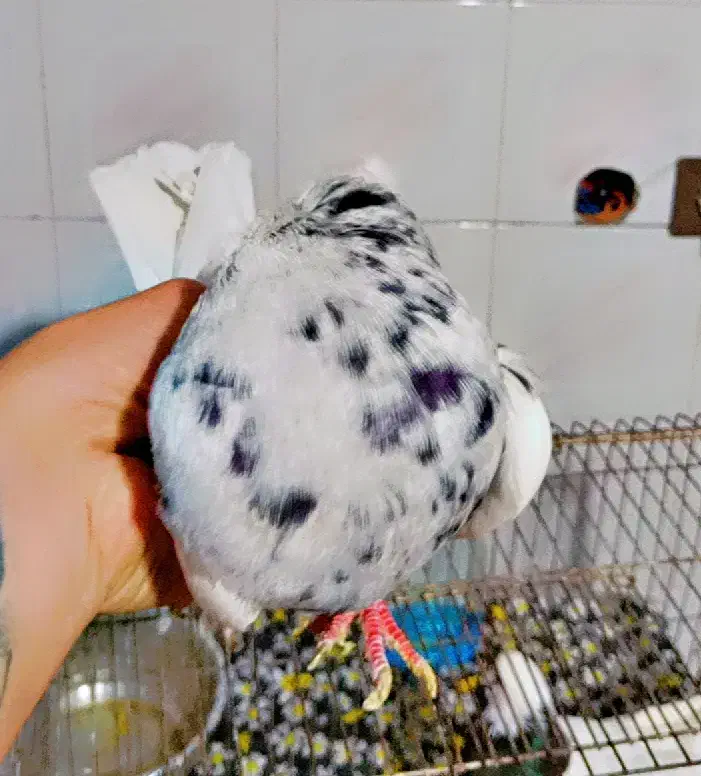 کفتر طوقی شازده|پرنده|شیراز, نارنجستان|دیوار