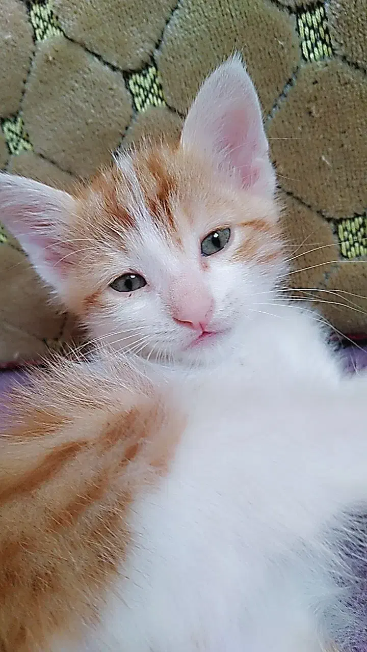 واگذاری گربه|گربه|تبریز, |دیوار