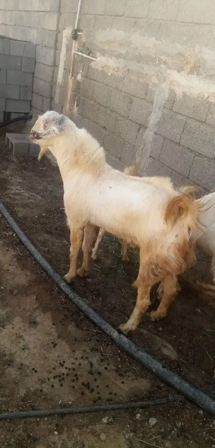 یک راس نری|حیوانات مزرعه|شمیل, |دیوار