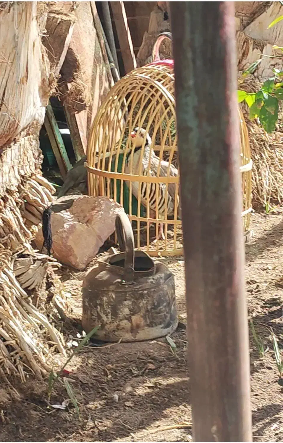 بلدرچین|پرنده|خاش, |دیوار