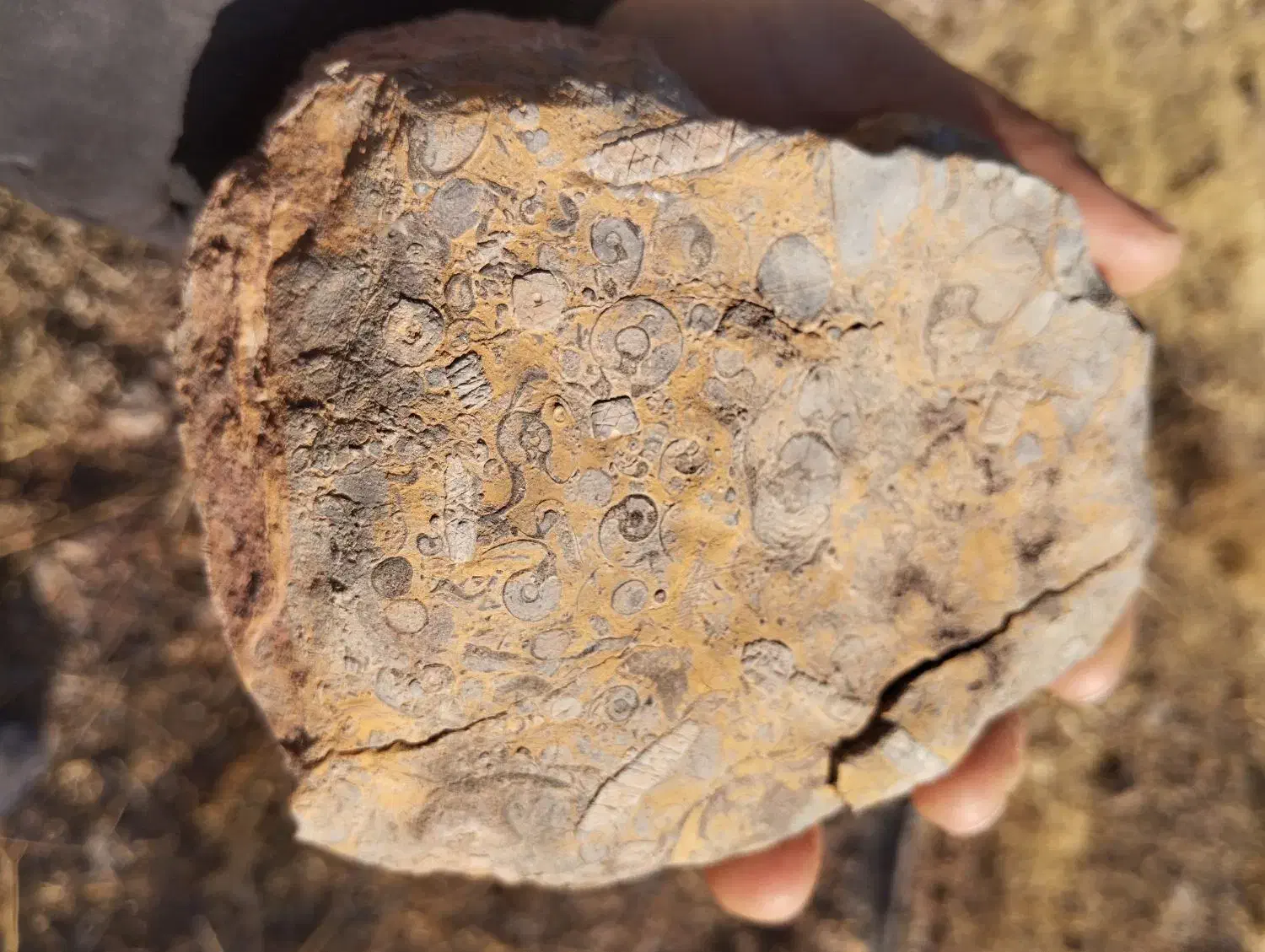 سنگ عتیقه|کلکسیون اشیاء عتیقه|ابهر, |دیوار