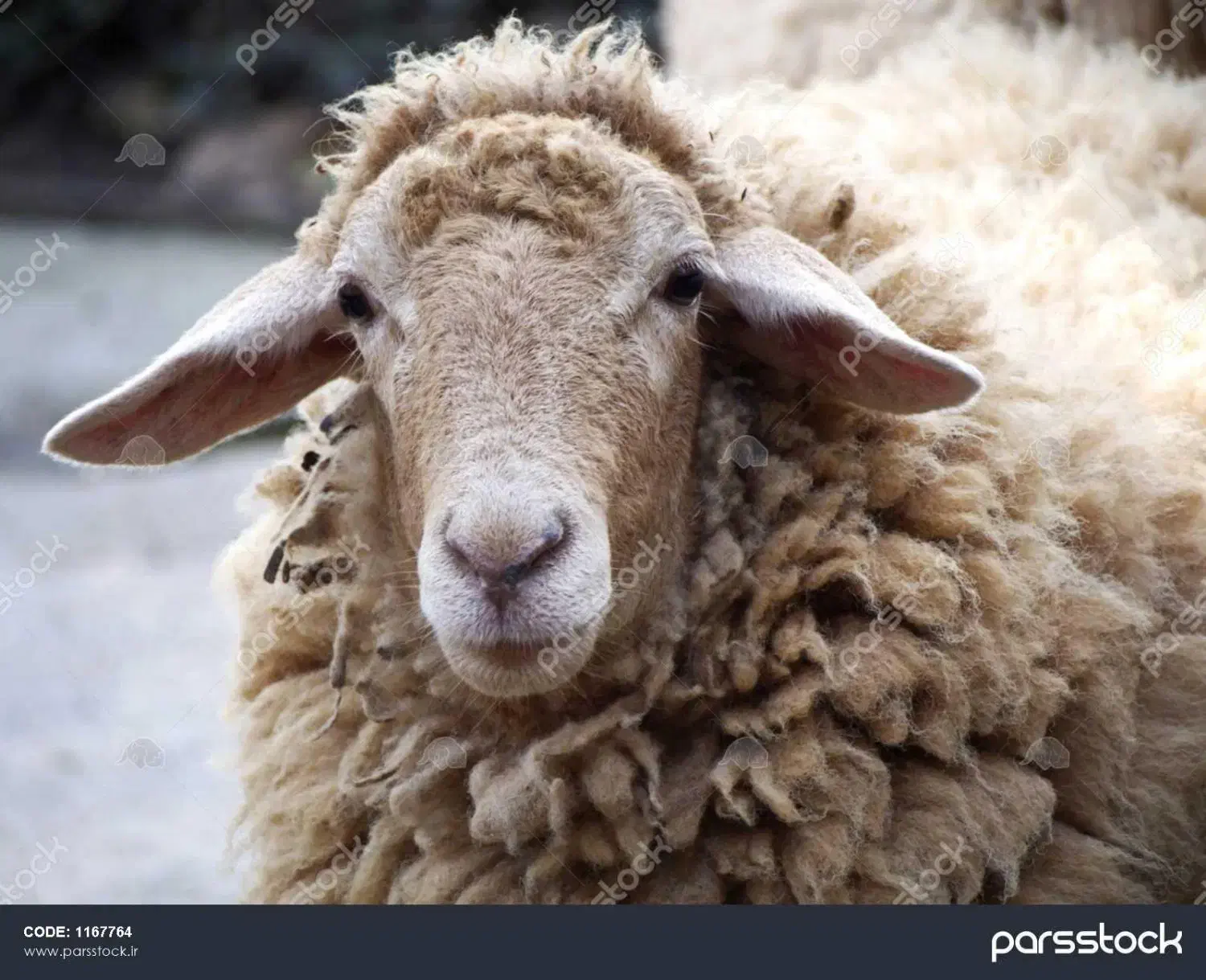 گوسفند زنده قلم آبی تنظیم بازار وتعاونی/خونی|حیوانات مزرعه|مشهد, کشاورز|دیوار