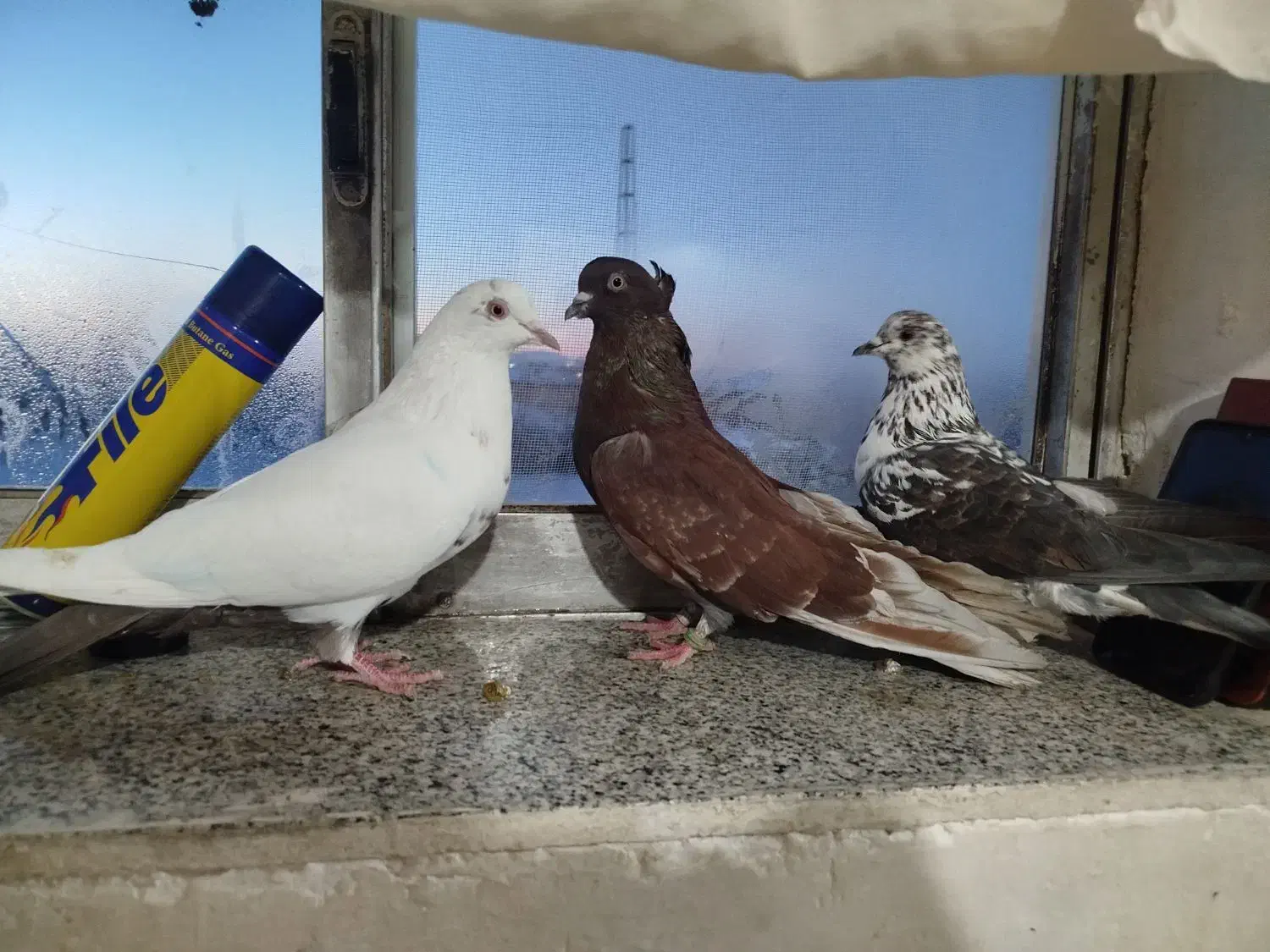 کفتر|پرنده|دهگلان, |دیوار