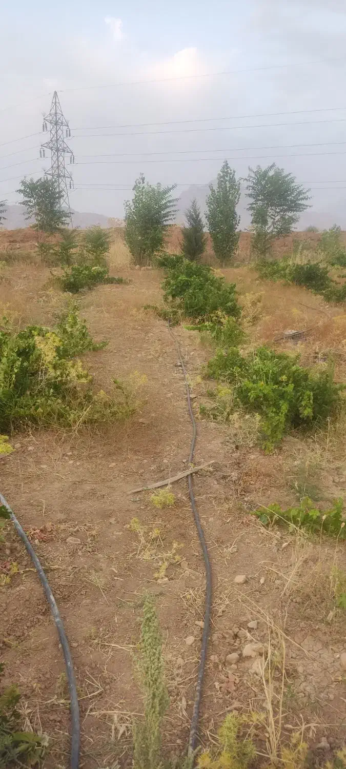 باغ 3010 متری جاده عمرل سند تک برگ|فروش دفتر صنعتی، کشاورزی، تجاری|کرمانشاه, |دیوار