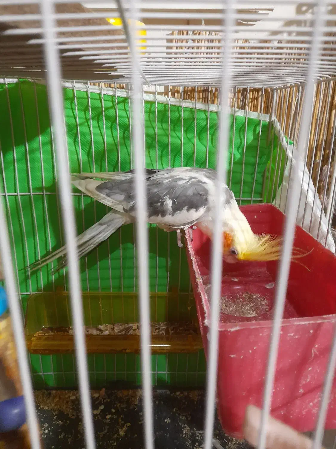 عروس هلندی نر معاوضه|پرنده|مشهد, شهید آوینی|دیوار