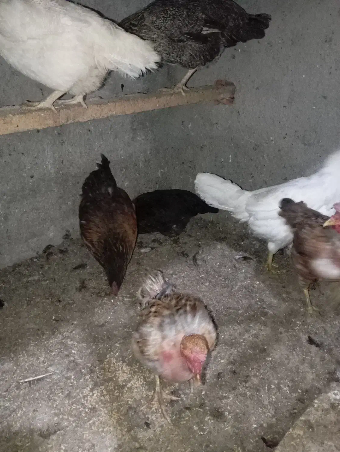 مرغ وخروس|حیوانات مزرعه|گنبد کاووس, |دیوار