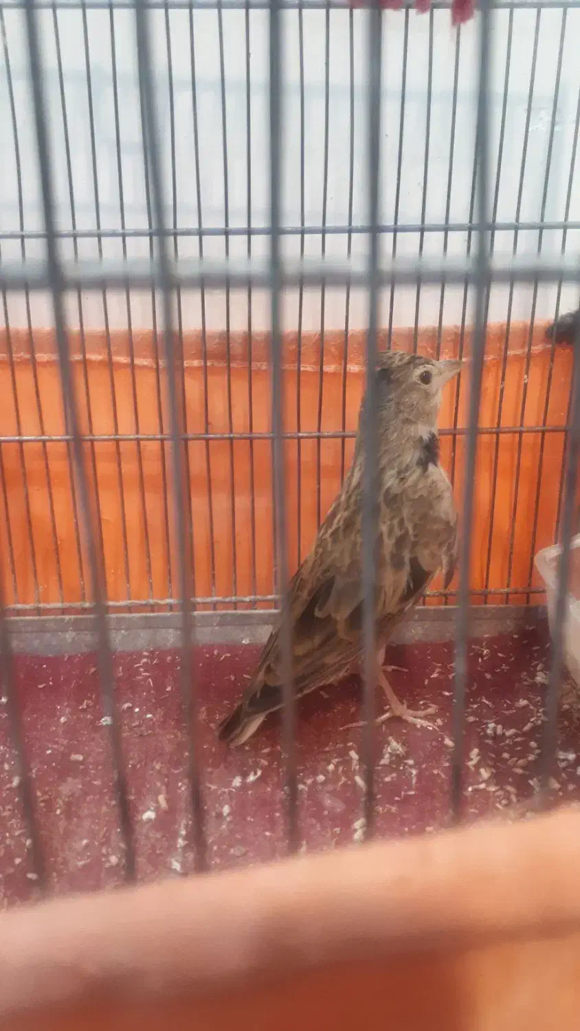 س ه ر ه خ ا ک ی|پرنده|تهران, تهرانسر شمالی|دیوار