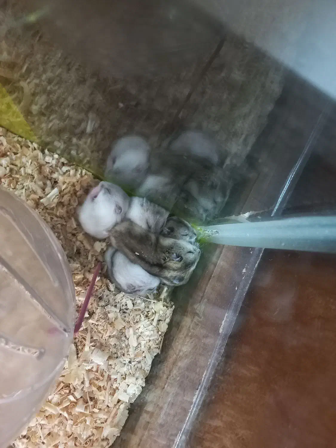 همستر وینتر وایت و کمپل|موش و خرگوش|تهران, مشیریه|دیوار