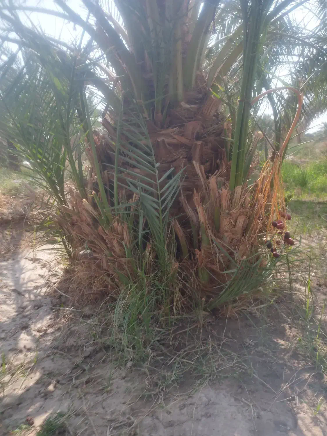 جنگ درخت فروشی|خدمات باغبانی و درختکاری|نرماشیر, |دیوار