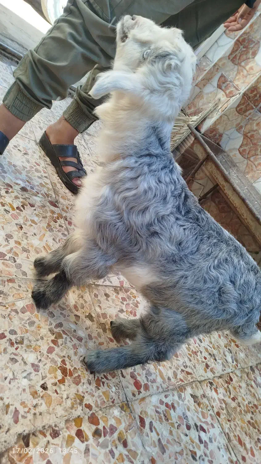 بز سلاله|حیوانات مزرعه|اهواز, منازل کارون|دیوار