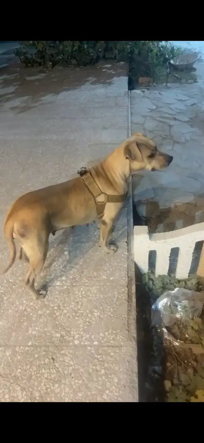 سگ  امریکن پیت بول|سگ|تهران, پیکان شهر|دیوار