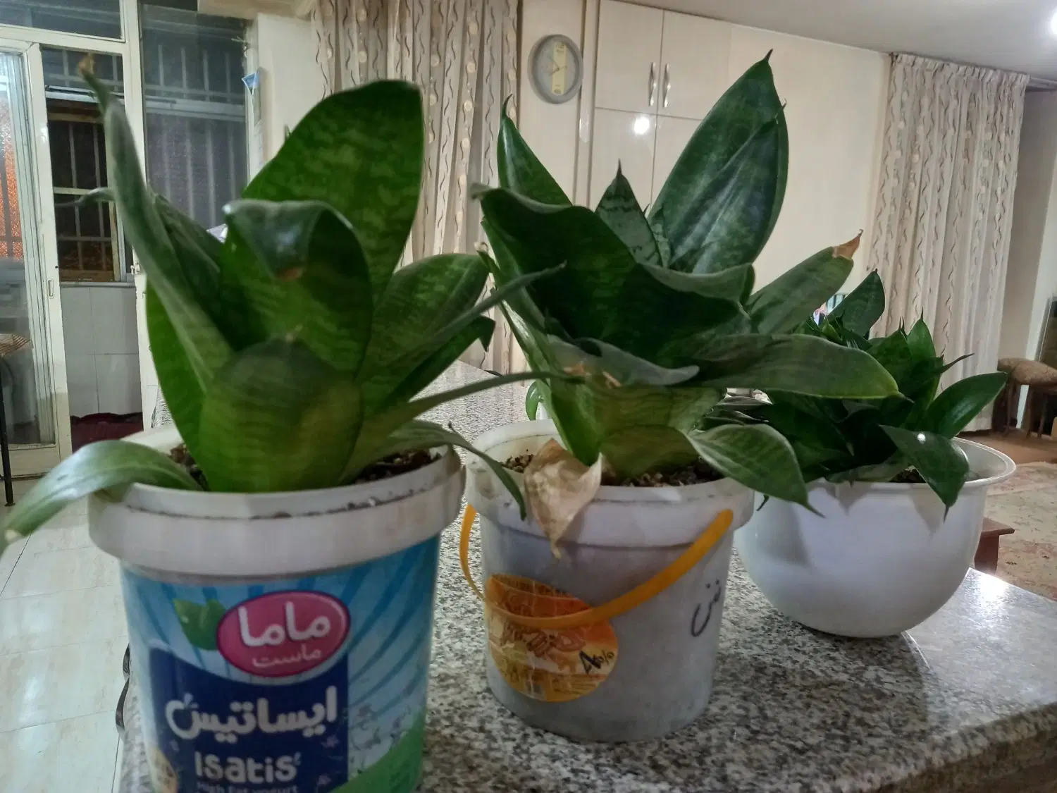 گلدان|گل و گیاه طبیعی|همدان, |دیوار
