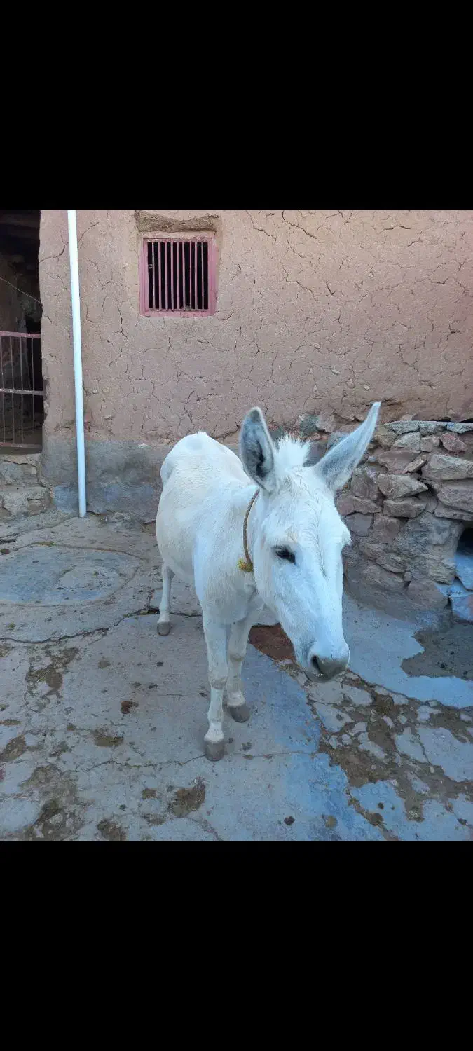 فروش الاغ سفید|حیوانات مزرعه|شیروان (خراسان), |دیوار