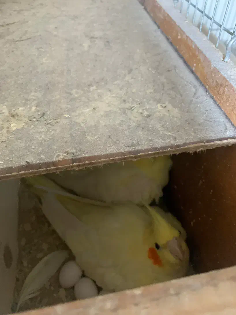 جفت عروس لوتینو خال زرد روی تخم|پرنده|ساری, |دیوار