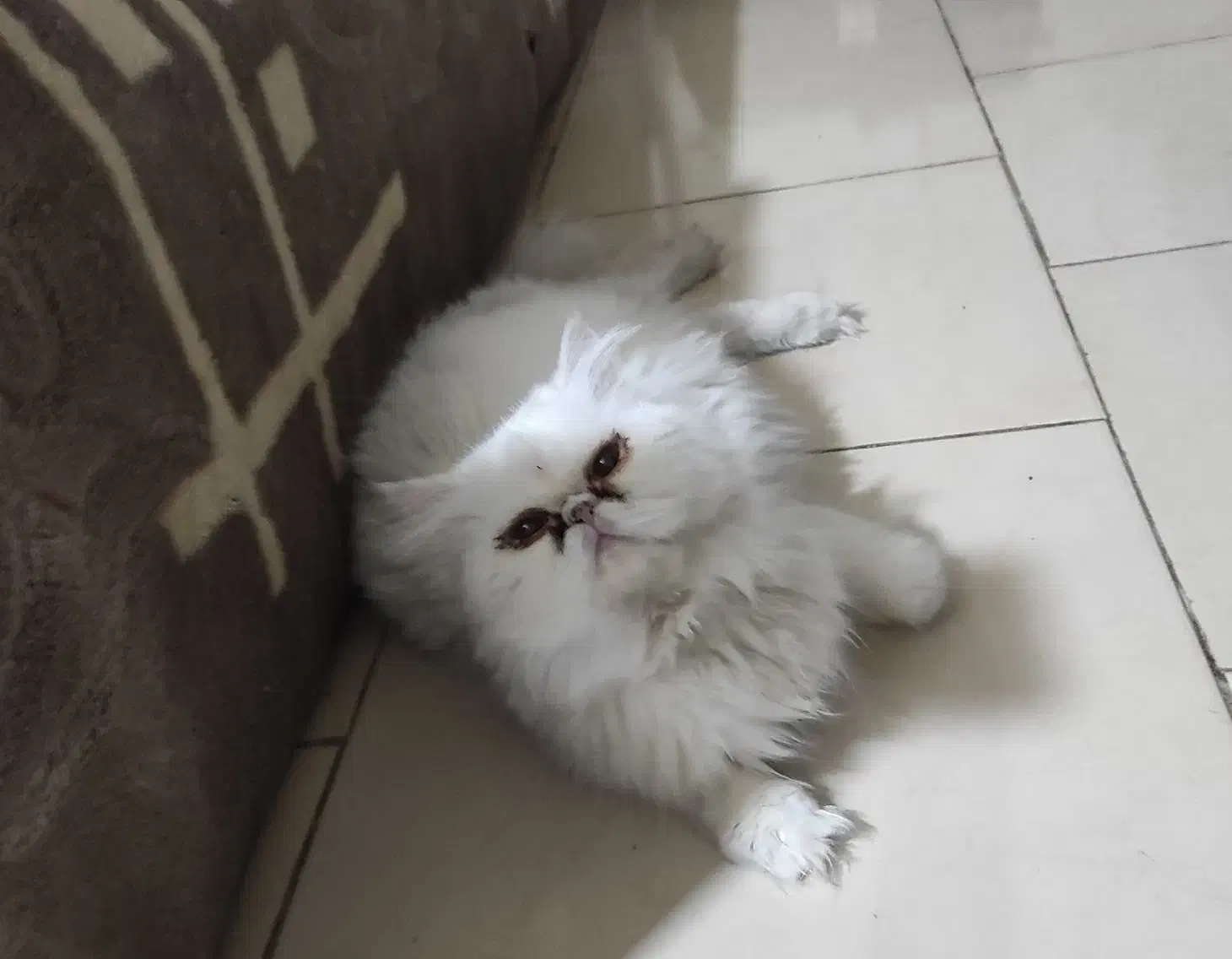 دو عدد گربه پرشین|گربه|زاهدان, |دیوار