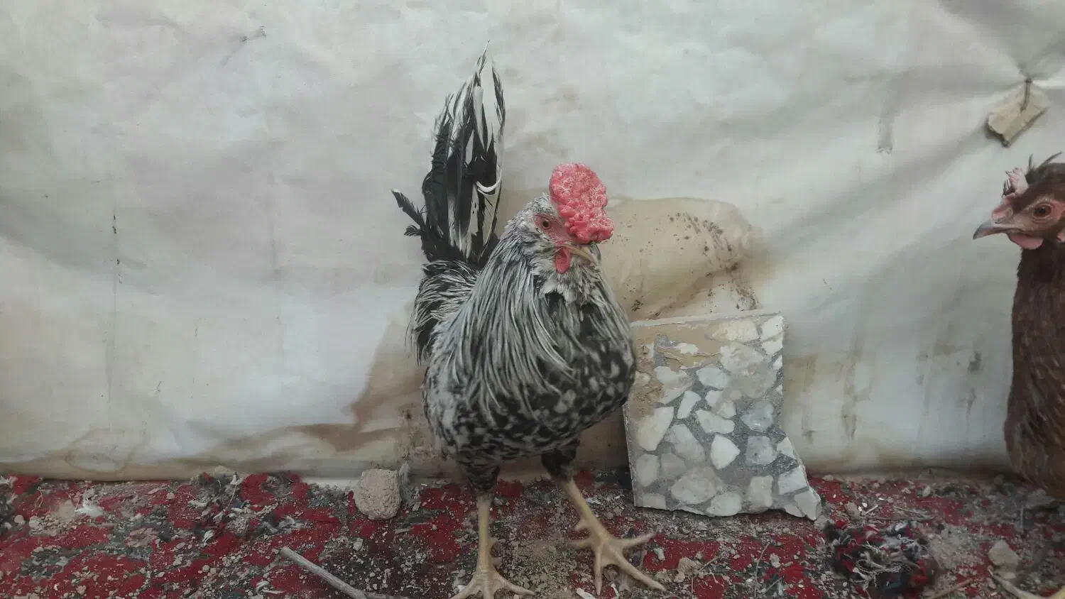 خروس گلین خطی یک دست500 هزار|پرنده|ارژن, |دیوار