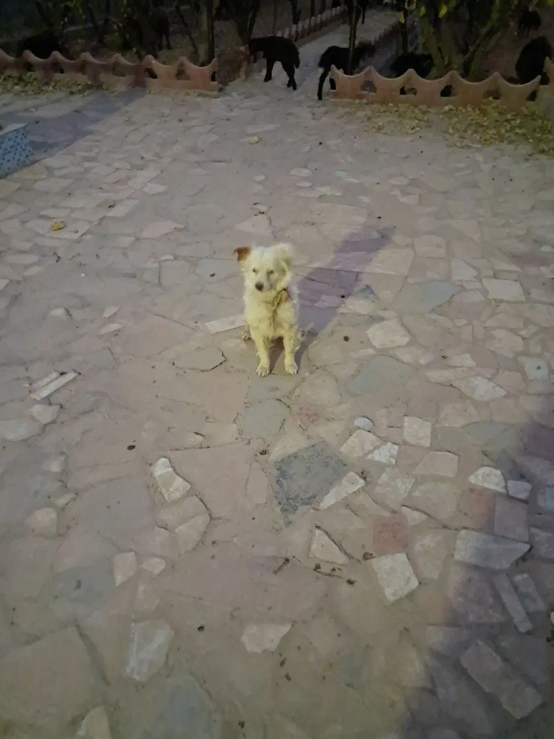 سگ پاپی لوس|سگ|فولادشهر, فولادشهر|دیوار